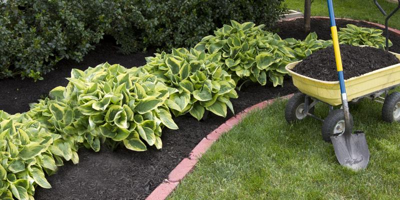 wheel barrow with mulch beside a mulched flower bed